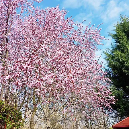 Nora Vendeghaz * Abádszalók